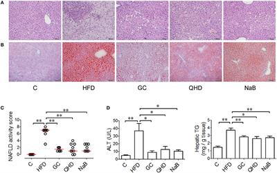 Geniposide and Chlorogenic Acid Combination Ameliorates Non-alcoholic Steatohepatitis Involving the Protection on the Gut Barrier Function in Mouse Induced by High-Fat Diet